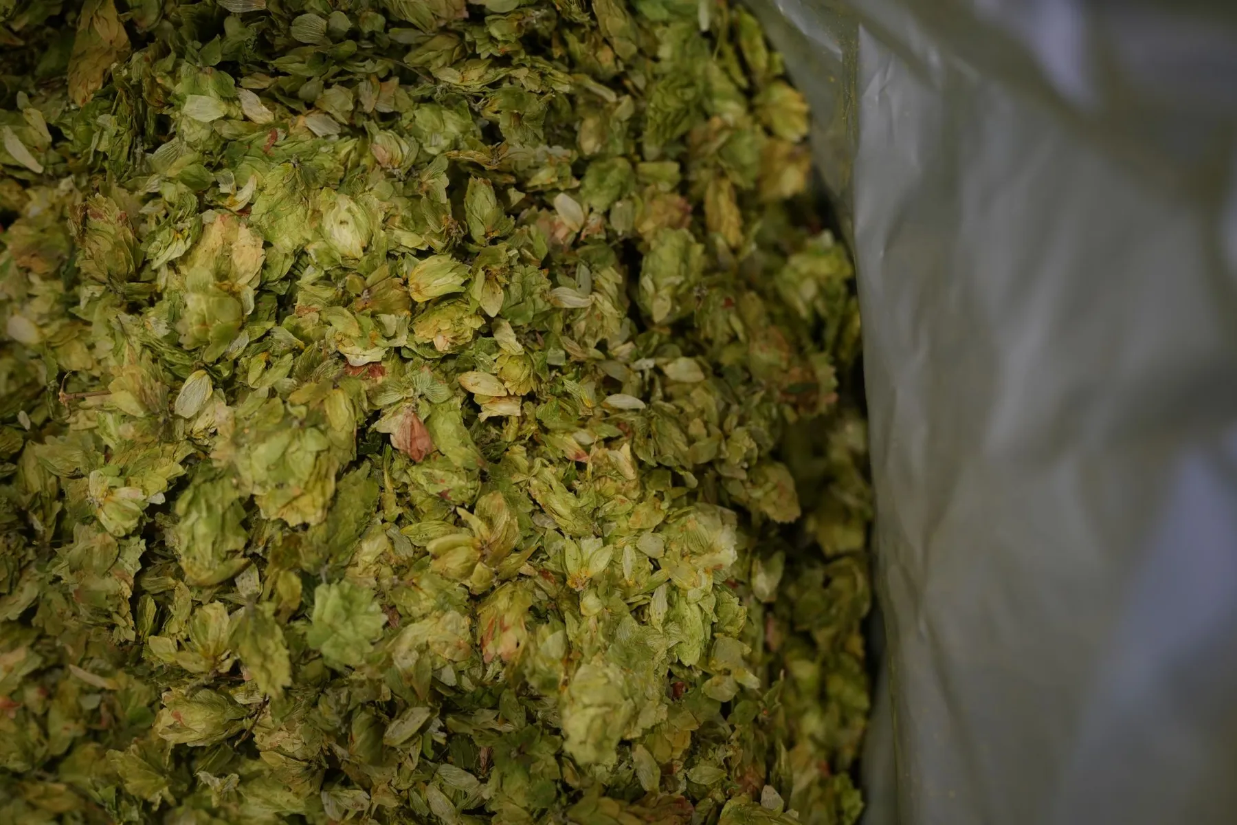 German Hops Closeup