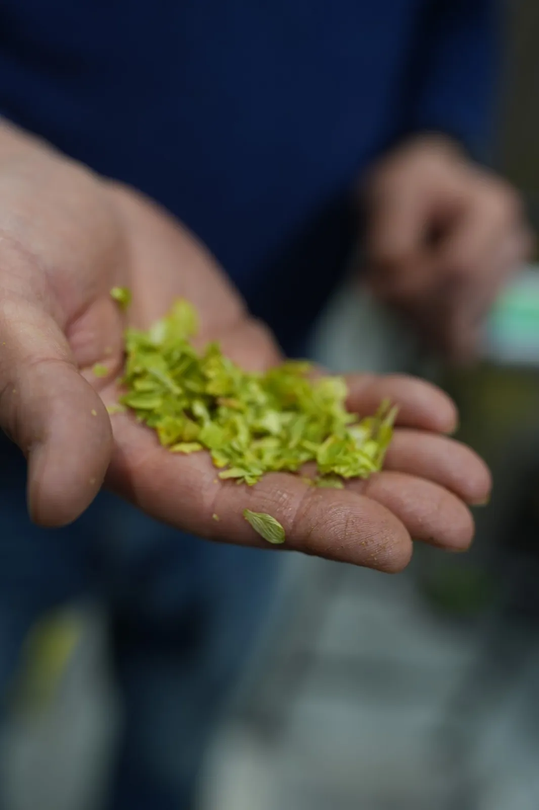 German Hops Hand